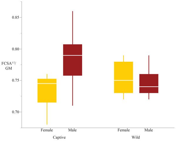 Boxplot of the femoral condyles shape variable by sex and rearing.