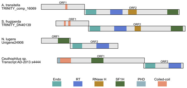 Schematic ORF organization depicting proteins encoded by analyzed TRAS-like elements of A. transitella and S. frugiperda and Jockey-like LINE elements of N. lugens and Ceuthophilius sp.