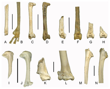 Late Pleistocene songbirds of Liang Bua (Flores, Indonesia); the first ...