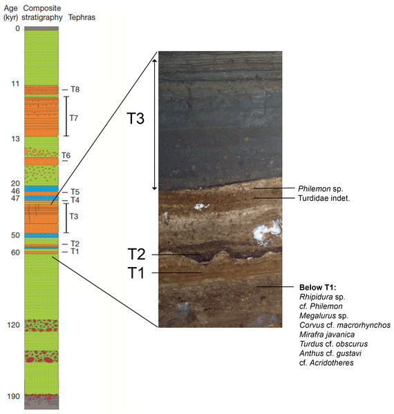 The distribution of passerines within Late Pleistocene deposits of Liang Bua’s Sector XII.