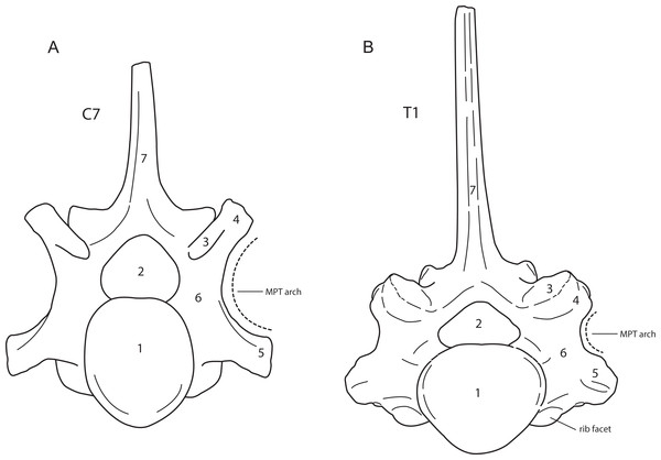 Anterior view of a generalised seventh cervical vertebra (A) and first thoracic vertebra (B) of the woolly rhinoceros.