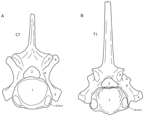 Posterior view of a generalised seventh cervical vertebra (A) and first thoracic vertebra (B) of the woolly rhinoceros.