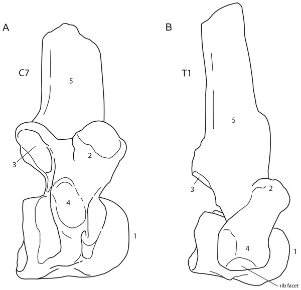 Lateral view of a generalised seventh cervical vertebra (A) and first thoracic vertebra (B) of the woolly rhinoceros.