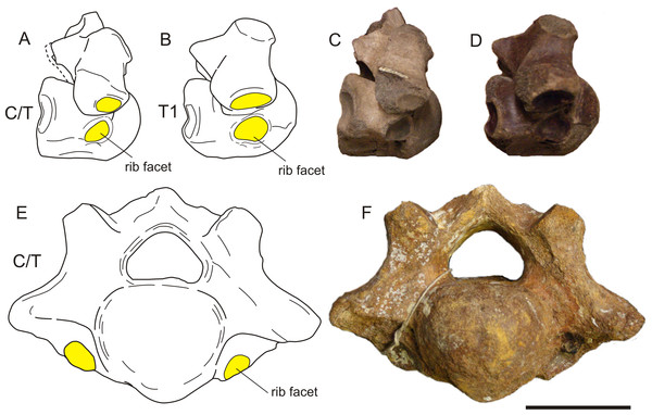 Two cervico-thoracic vertebrae of the woolly rhinoceros with small rib facets.