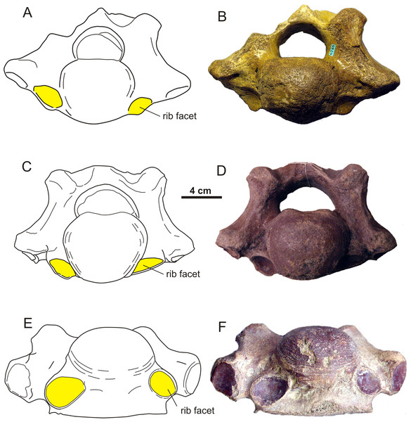 Asymmetrical transitional cervico-thoracic vertebrae of the woolly rhinoceros (Coelodonta antiquitatis).