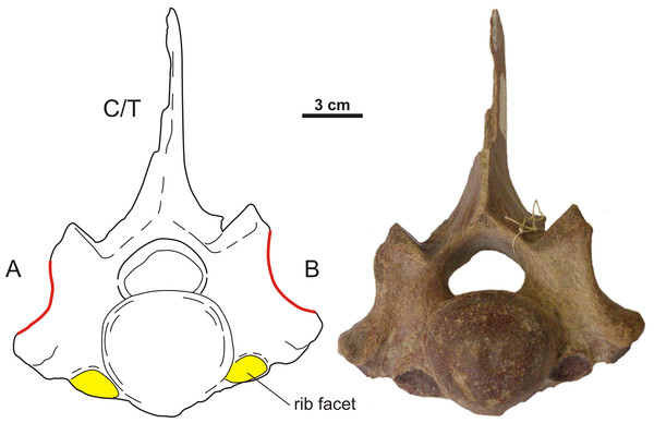 Anterior view of an asymmetrical transitional cervico-thoracic vertebra of the woolly rhinoceros.