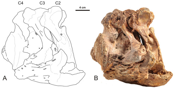 Lateral view of a partially fused 2nd, 3rd and 4th cervical vertebra of a Late Pleistocene woolly mammoth from the North Sea with bone overgrowth originating from the intervertebral disk.