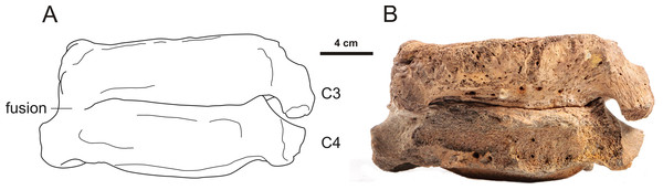 Lateral view of a 3rd and 4th cervical vertebra of the woolly mammoth (Late Pleistocene, North Sea).