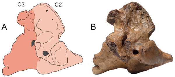 An almost completely fused second and third cervical vertebra of the woolly rhinoceros (Coelodonta antiquitatis).