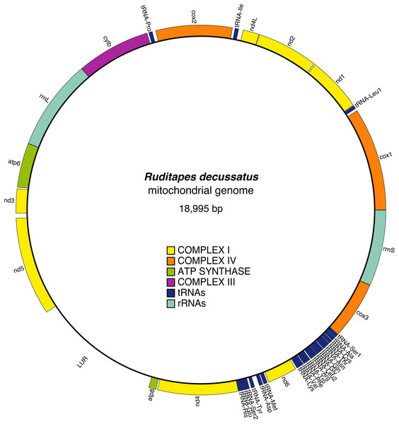 Ruditapes decussatus mtDNA gene arrangement.
