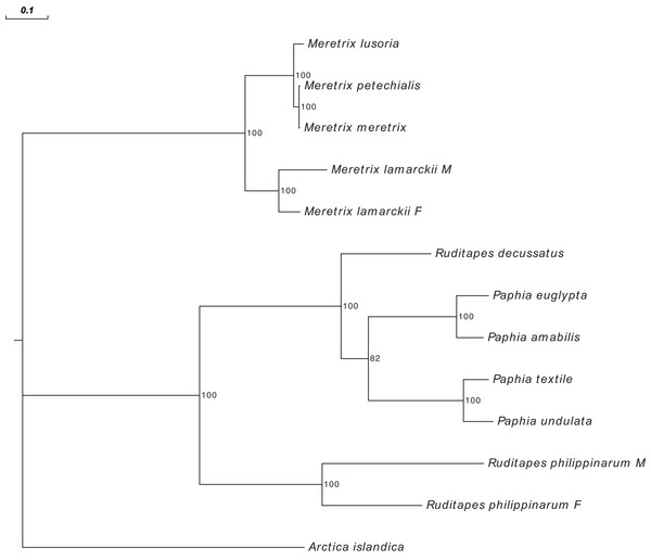 Maximum Likelihood (ML) tree of Veneridae obtained with all mitochondrial coding genes.