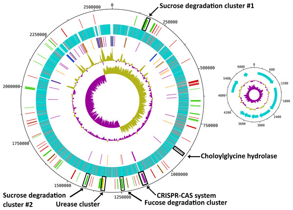 Circular map of the R. ilealis CRIBT genome.