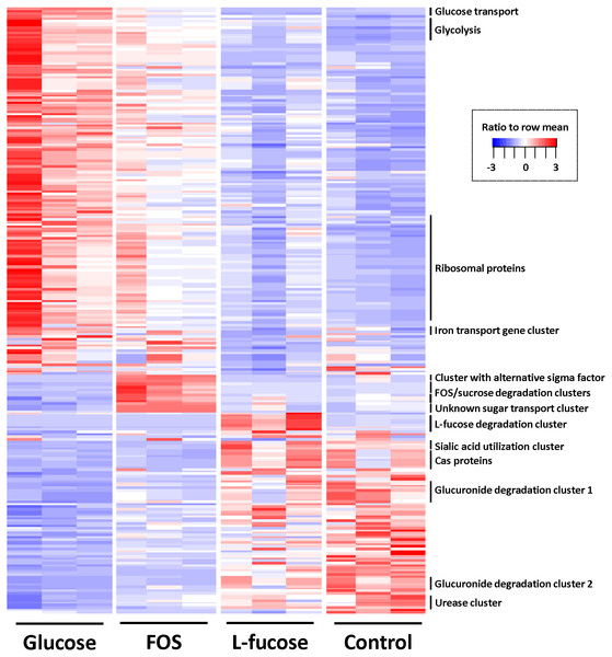 Heatmap of genes differentially expressed in at least one of the four conditions (≥1.5 log2 (fold change) and q value ≤ 0.05).
