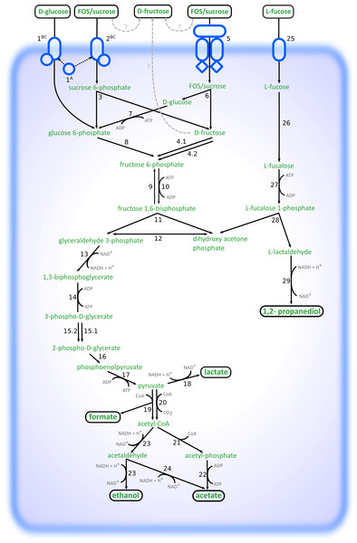 Schematic overview of the pathways involved in degradation of glucose, FOS and L-fucose in R. ilealis CRIBT.