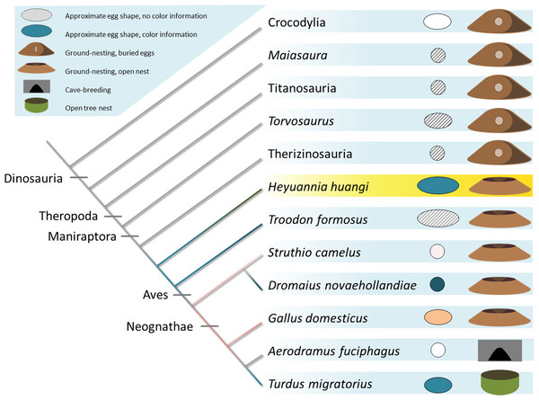 Evolution of egg coloration (egg item), egg shape (egg item), and nesting type (nest item) in archosaurs.