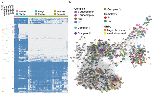 Phylogenetic profile and network visualization of human mitochondrial proteome.