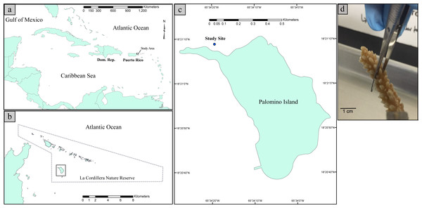 Map illustrating the geographic position of Puerto Rico in the Caribbean Basin (A). Map illustrating the study site with respect to La Cordillera Natural Reserve (B). Map illustrating the sampling site with respect to Palomino Island (18°21′10.8″N 65°34′24.4″W) (C). Picture of a collected fragment of Acropora cervicornis prior to DNA extraction (D).