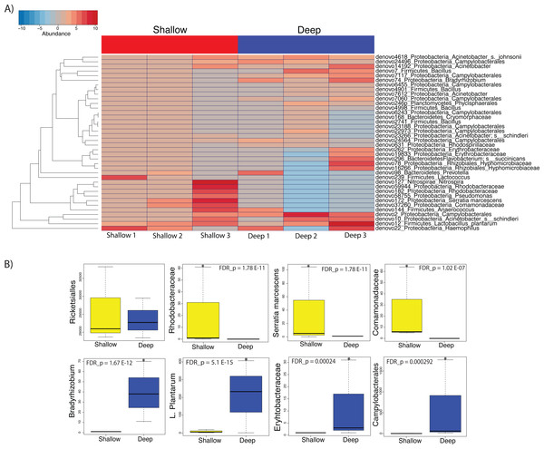 Heatmap showing the 38 significantly different taxa between shallow and deep samples (A). Boxplots of taxa found to be differentially abundant between depths (B).