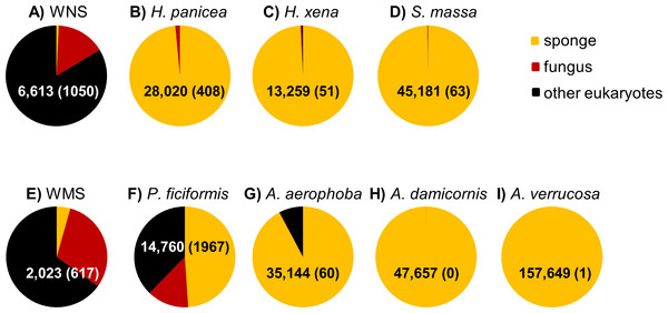 Relative abundance of sponge, fungal and “other eukaryotic” 18S rRNA gene sequences for sample types from the North Sea (A–D) and Mediterranean Sea (E–I).