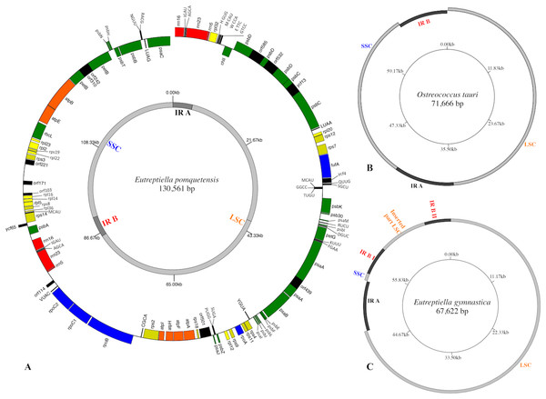 Gene maps of chloroplast genomes.