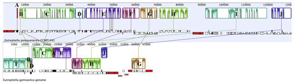 Progressive Mauve analysis comparing the cpGenomes of Etl. pomquetensis and Etl. gymnastica.