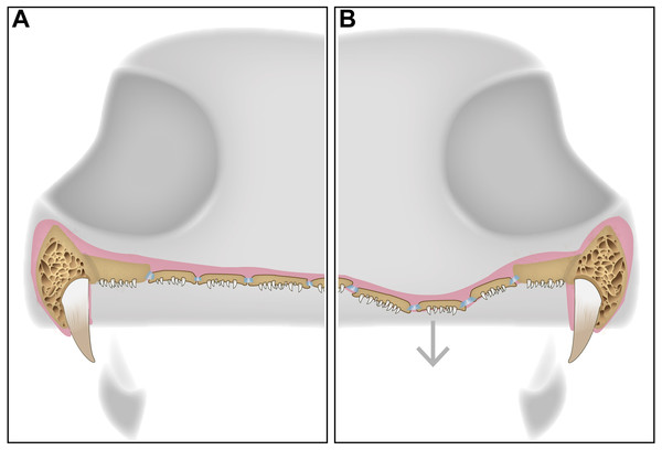 A schematic diagram featuring a cross section of a dissorophid skull with the position of the denticulate palatal plates in the interpterygoid vacuities.