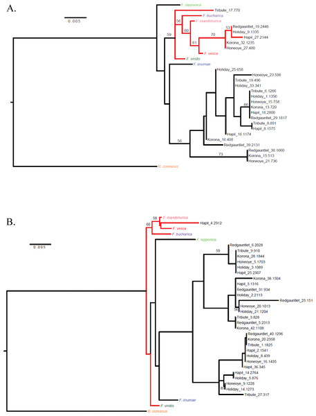 Cladograms representing linkage groups that aligned to F. vesca chromosomes Fvb1 (A) and Fvb6 (B).