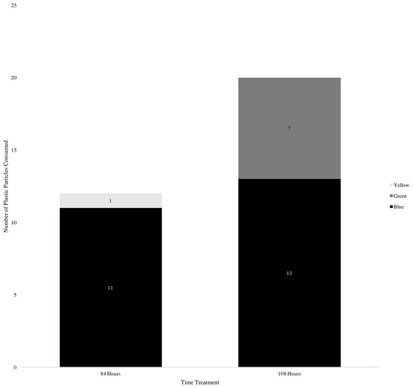 Number of plastic particles consumed by Discosoma nummiforme according to treatment time and plastic color.