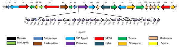 Twenty four secondary metabolite gene clusters predicted in S. kebangsaanensis.