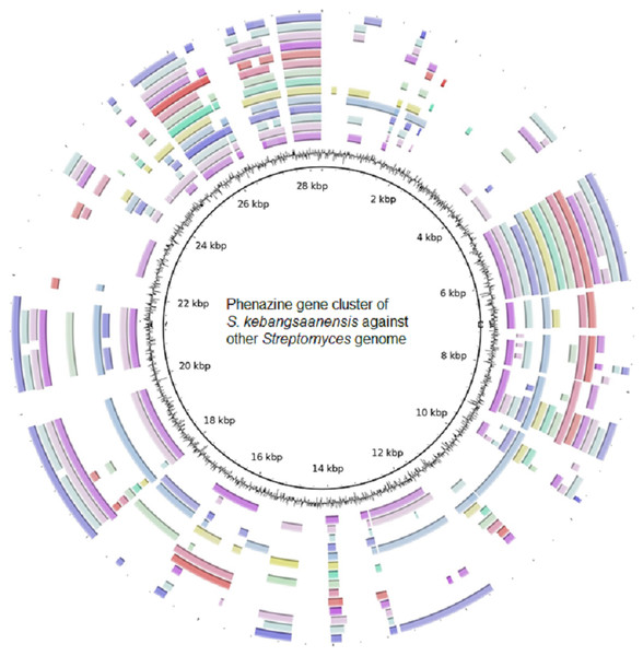The putative phenazine gene clusters of S. kebangsaanensis BLASTed against other Streptomyces genomes.