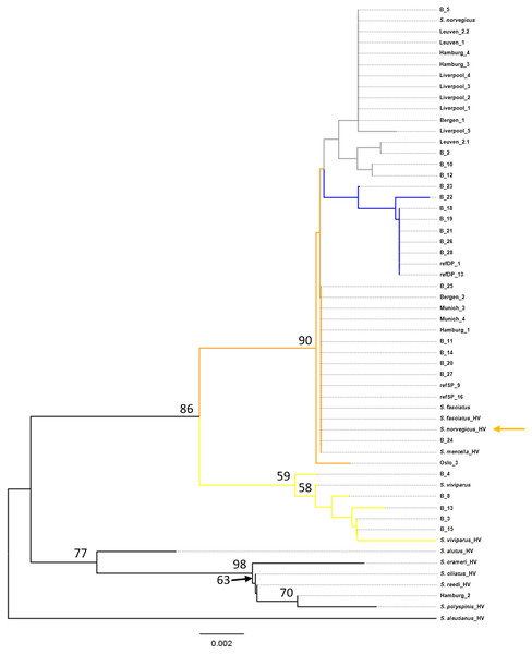 Neighbor-Joining tree of mtDNA COI sequences.