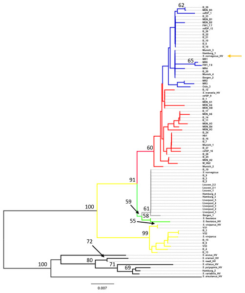 Neighbor-Joining tree of mtDNA control region sequences.