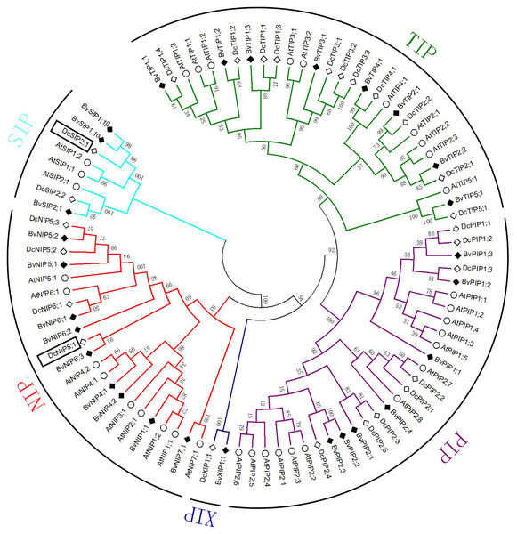 Multiple alignments and phylogenetic analysis of BvAQPs A. thaliana AtAQPs and D. caryophyllus DcAQPs.