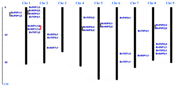 Distribution of BvAQP genes on the nine B. vulgaris chromosomes.