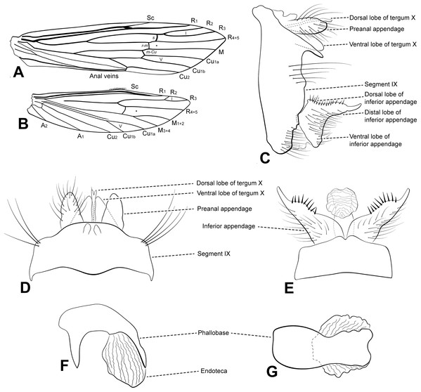 Male genitalia of Oecetis acuticlasper n. sp.