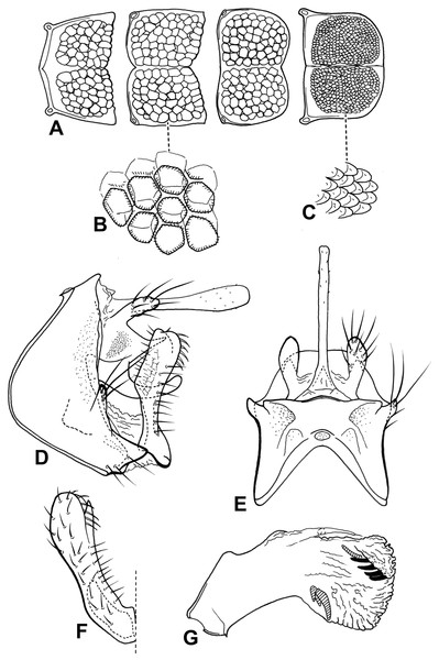Male genitalia of Oecetis plenuspinosa n. sp.