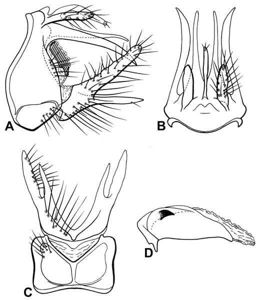 Male genitalia of Oecetis machaera n. sp.