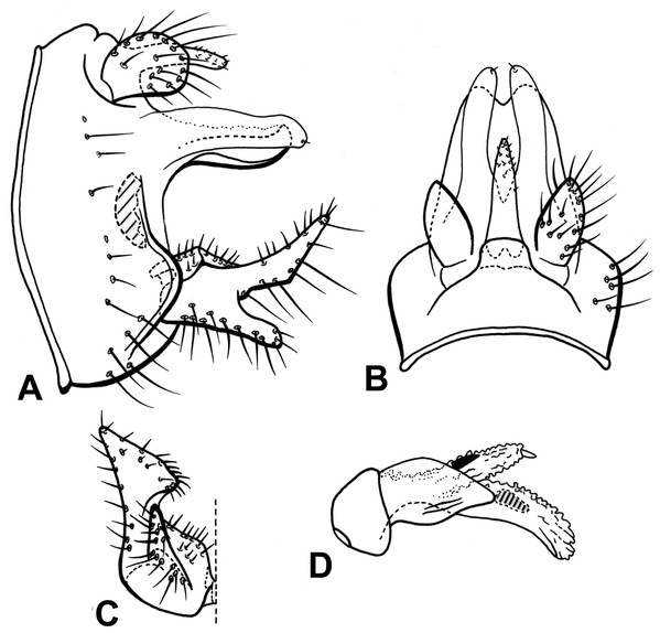 Male genitalia of Oecetis blahniki n. sp.