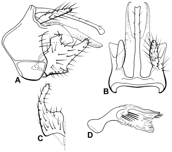 Male genitalia of Oecetis pertica n. sp.