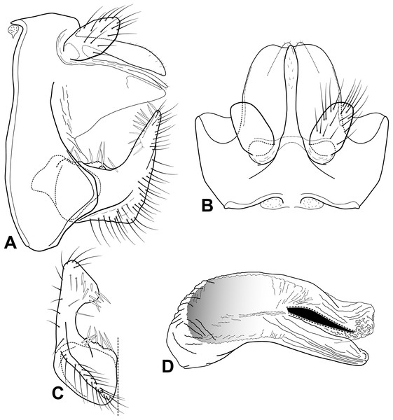 Male genitalia of Oecetis licina n. sp.