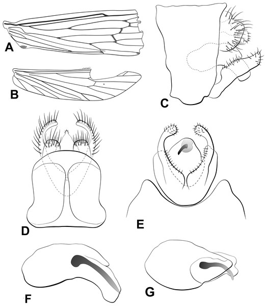 Male genitalia of Oecetis flinti n. sp.
