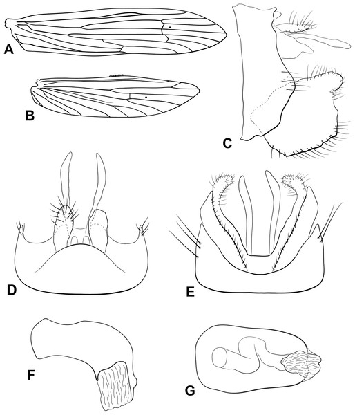 Male genitalia of Oecetis carinata n. sp.