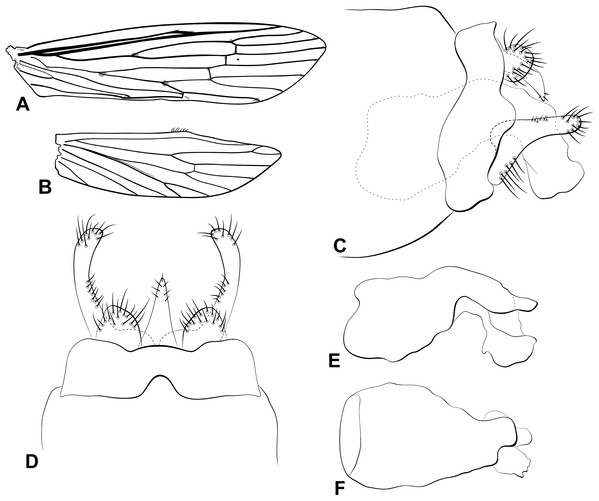 Male genitalia of Oecetis cassicoleata n. sp.