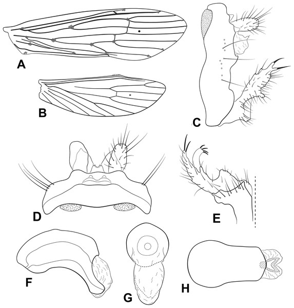 Male genitalia of Oecetis bidigitata n. sp.
