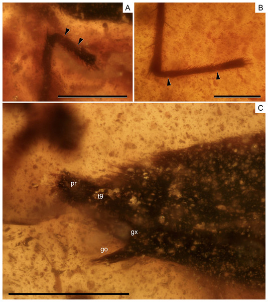 Photomicrographs of the holotype of Iberovelia quisquilia gen. et sp. n., female, MCNA 12804.