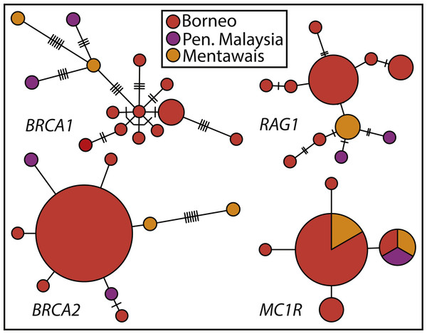 Haplotype networks of Sundaic E. rugifera for four nuclear genes colored to correspond to the major clades and geographic locations in the concatenated analyses.