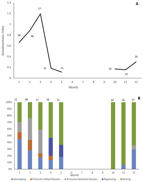 Reproductive seasonality of jolthead porgy.