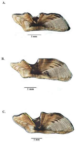 Photographs of jolthead porgy otolith sections.