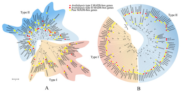 Phylogenetic trees of pear and Arabidopsis MADS-box proteins.