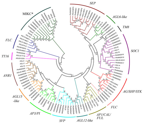 Phylogenetic tree of type II MADS-box transcription factors in pear, Arabidopsis, and rice.